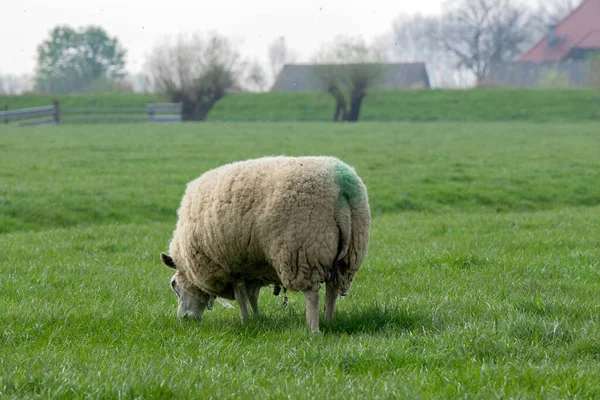 Close Sheep Eating Abcoude Nederland 2019 — Stockfoto