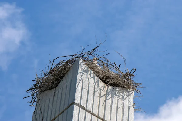 Nahaufnahme Eines Storchennestes Amsterdam Niederlande 2020 — Stockfoto