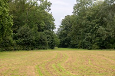 Amsterdamse Bos 'taki Grassfield Amstelveen' deki Hollanda 19-7-2020