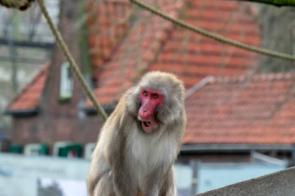 Japanese Macaque Artis Zoo Amsterdam Netherlands 2019 — Stock Photo, Image