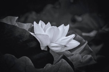 Japon Su Nilüferleri Siyah ve Beyaz Gölette 17-6-2020