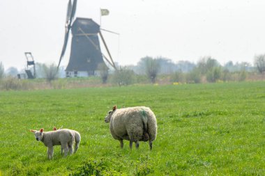 Abcoude 'de Anne Koyun ve Kuzu Birlikte Hollanda 15-4-2019