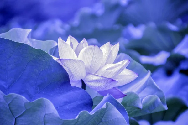 Japonská Vodní Lilie Jezírku Modré 2020 — Stock fotografie