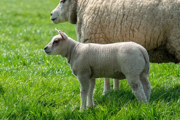 Mother Sheep Lamb Together Abcoude 네덜란드 2019 — 스톡 사진