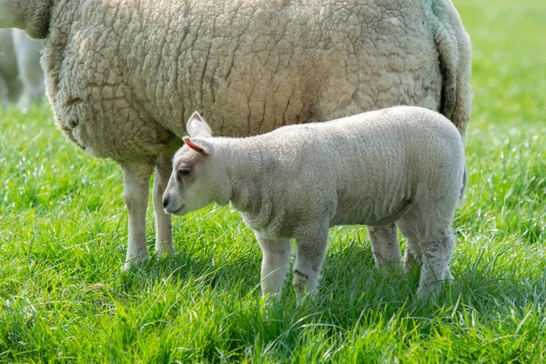 Mother Sheep Lamb Together Abcoude 네덜란드 2019 — 스톡 사진