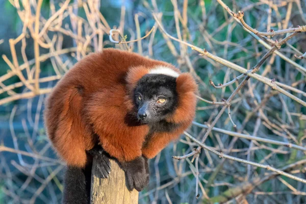 Red Ruffed Lemur Bij Artis Zoo Amsterdam 2019 — Stockfoto