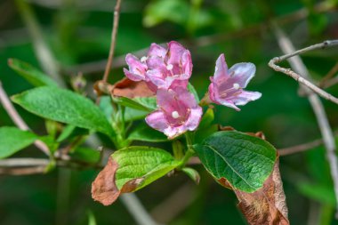 Fagus Sylvatica Pendula Ağacı Amsterdam 'da Hollanda 26-4-2020