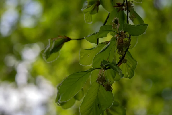 Fagus Sylvatica Pendula Tree Amsterdam Paesi Bassi 2020 — Foto Stock