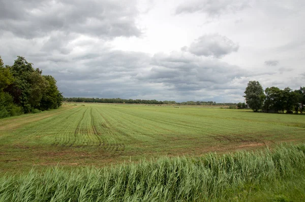 Grunty Rolne Wokół Naarden Holandia 2020 — Zdjęcie stockowe