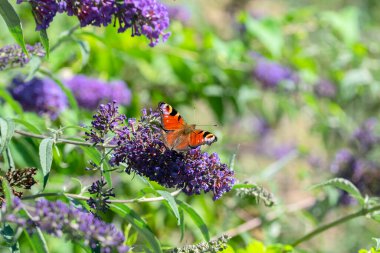 Avrupa Tavus Kelebeğini Kapat