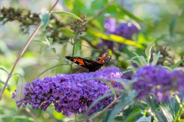 Avrupa Tavus Kelebeğini Kapat