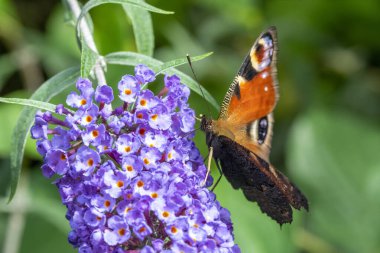 Avrupa Tavus Kelebeğini Kapat