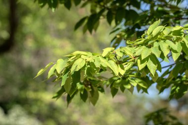 Kapat Amelanchier Balerin Ağacı Yaprakları