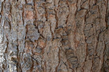 Bir Pinus Eflatun Ağacının Kabuğunu Kapat