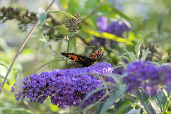 Avrupa Tavus Kelebeğini Kapat