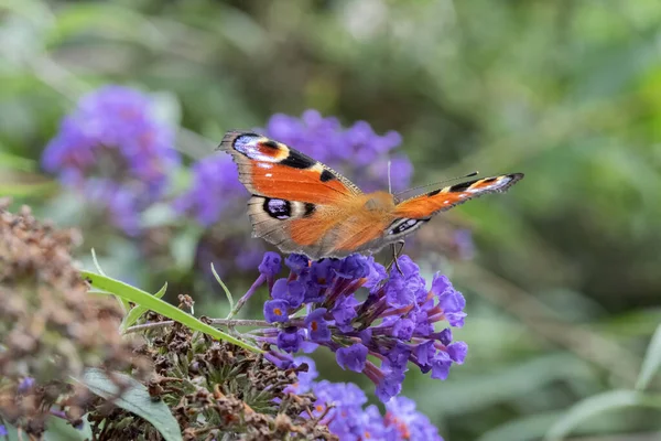 Avrupa Tavus Kelebeğini Kapat
