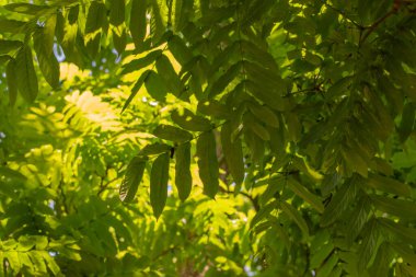 Yakın plan Pterocarya Fraxinifolia Ağacı Amsterdam 'da 20-5-2025