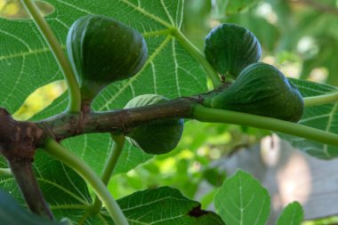Bir İncir Ağacına Yaklaş
