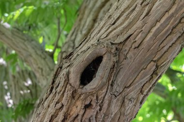 Amsterdam 'daki Pterocarya Fraxinifolia Ağacının Gövdesi 20-5-2025