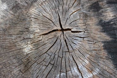 Amsterdam 'da Bir Acer Platenoides' in Bagajını Kapat Hollanda 20-5-2025 (2)