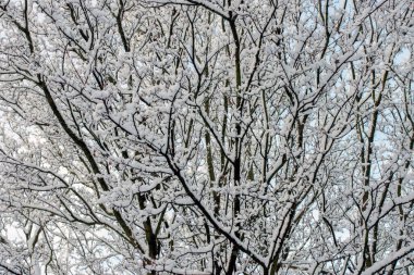 Kış Harikalar Diyarı 'nda Dalları Kapat