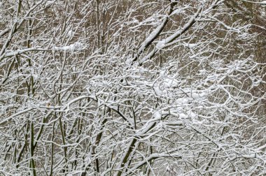 Kış Diyarı 'nda Dalları Kapat