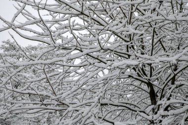 Kar Altındaki Dalları Kapat