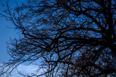 Amsterdam 'da Bir Ağacın Yakın Dalları 25-1-2026