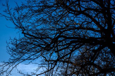 Amsterdam 'da Bir Ağacın Yakın Dalları 25-1-2026