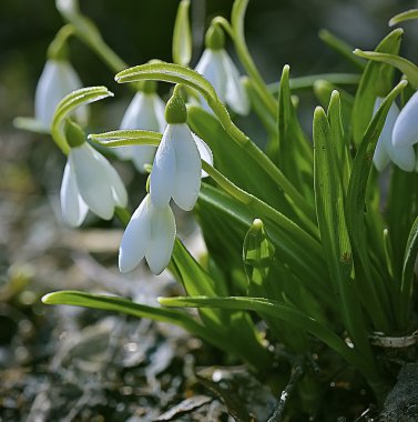 Kardelen yağmur sonra