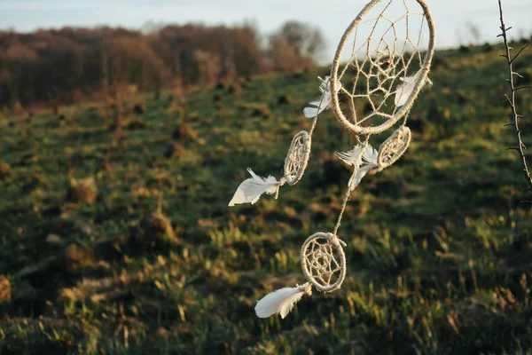 Dreamcatcher hanging from a tree in a field at sunset — Stock Photo, Image