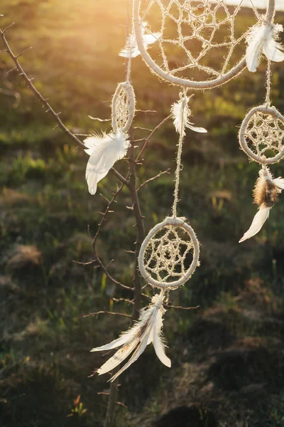 Dream catcher hanging from a tree in a field at sunset — Stock Photo, Image