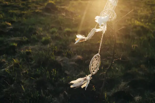 Atrapasueños colgando de un árbol en un campo al atardecer —  Fotos de Stock