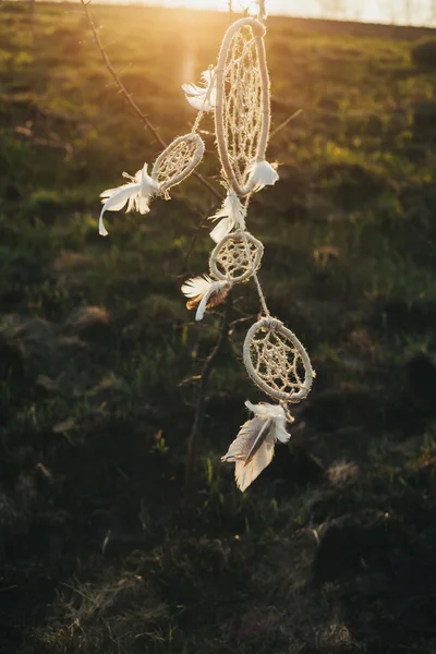 Atrapasueños colgando de un árbol en un campo al atardecer —  Fotos de Stock