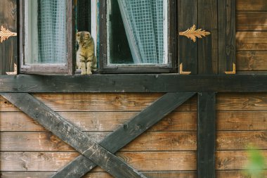 bir ahşap evin penceresinde oturan kedi