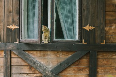 bir ahşap evin penceresinde oturan kedi