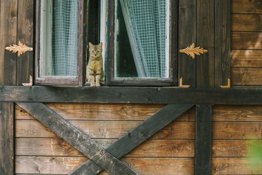 bir ahşap evin penceresinde oturan kedi
