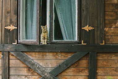 bir ahşap evin penceresinde oturan kedi
