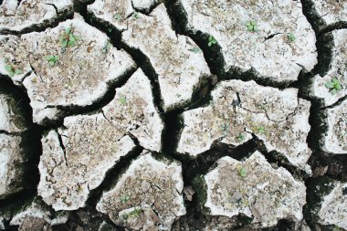 Toprağı kuru ve çatlamış. Çöl