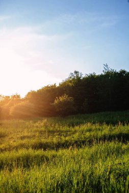 Bahar manzarası, yeşil çimenler, yabani çiçekler. Gün batımından önce.