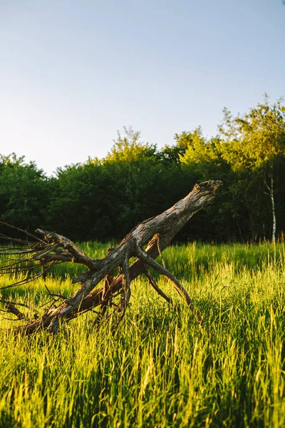 Spring Landscape Green Grass Wild Flowers Bloom Foreground Old Pruned — Stock Photo, Image