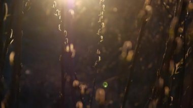 Bahar bud. Willows. ağır çekim