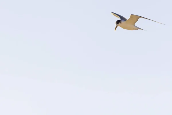 Sterne Oiseau Sterna Hirundo Volant Dans Une Journée Ensoleillée Avec — Photo