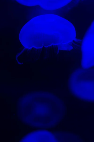 Медуза Воде Движущейся Перт Австралия — стоковое фото