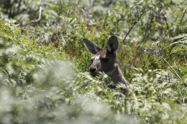 Açık havada kanguru. Perth Batı Avustralya, Avustralya.