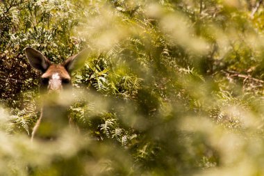 Açık havada kanguru. Perth Batı Avustralya, Avustralya.