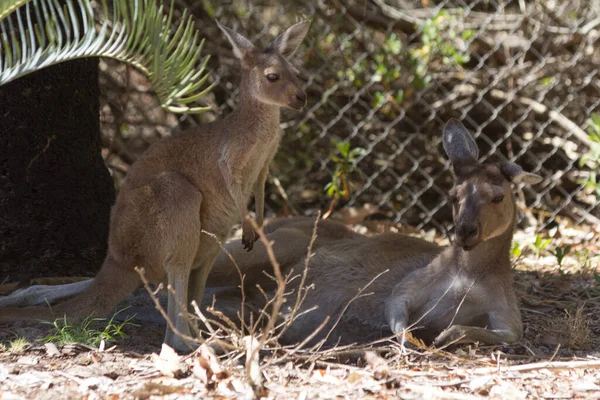 Baby Kangaroo Her Mother Resting — Stock Photo, Image