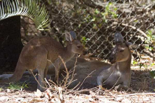 Baby Kangaroo Her Mother Resting — Stock Photo, Image