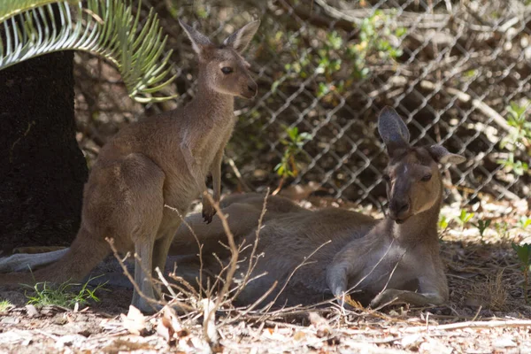 Baby Kangaroo Her Mother Resting — Stock Photo, Image