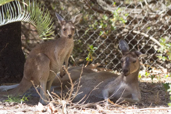 Baby Kangaroo Her Mother Resting — Stock Photo, Image